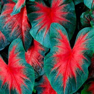 2x John Peed CALADIUM BULBS